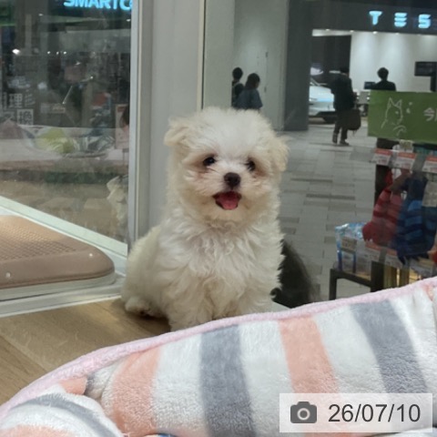 マルチーズの写真