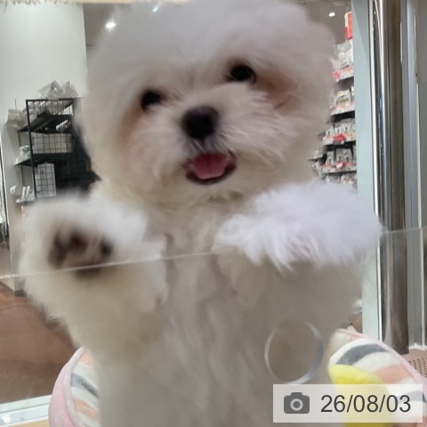 神奈川県のマルチーズ (ペットプラス 湘南平塚店/2026年5月8日生まれ/男の子/ホワイト)の子犬の4枚目の画像
