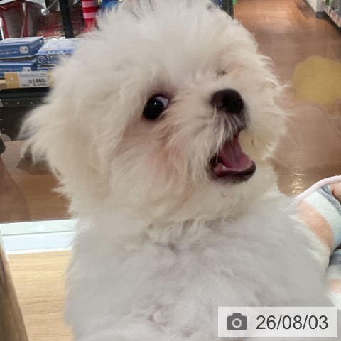 神奈川県のマルチーズ (ペットプラス 湘南平塚店/2026年5月8日生まれ/男の子/ホワイト)の子犬の3枚目の画像
