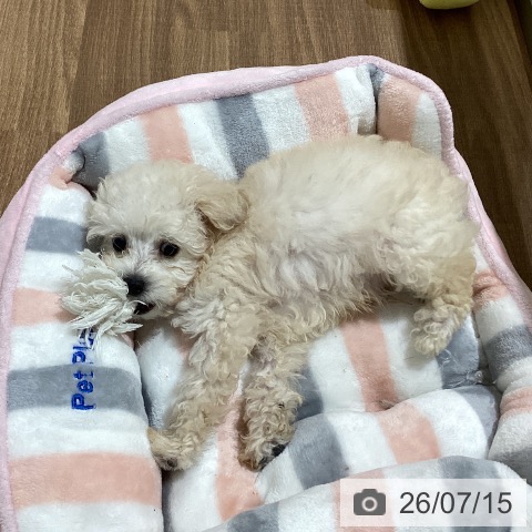 鳥取県のトイプードル(トイ) (ペッツワン 日吉津店/2026年5月8日生まれ/男の子/クリーム)の子犬の3枚目の画像