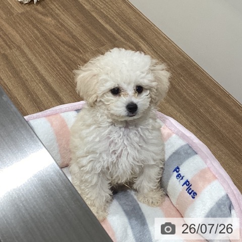 鳥取県のトイプードル(トイ) (ペッツワン 日吉津店/2026年5月8日生まれ/男の子/クリーム)の子犬の4枚目の画像