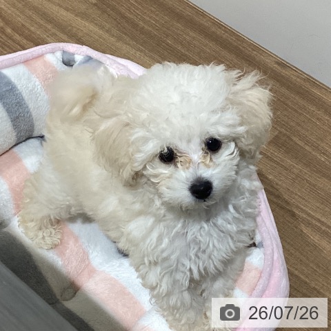 鳥取県のトイプードル(トイ) (ペッツワン 日吉津店/2026年5月8日生まれ/男の子/クリーム)の子犬の3枚目の画像
