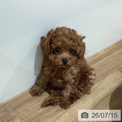 鳥取県のトイプードル(トイ) (ペッツワン 日吉津店/2026年5月6日生まれ/女の子/レッド)の子犬の4枚目の画像