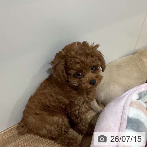 鳥取県のトイプードル(トイ) (ペッツワン 日吉津店/2026年5月6日生まれ/女の子/レッド)の子犬の3枚目の画像