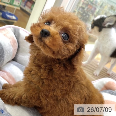 香川県のトイプードル(トイ) (ペットプラス 高松店/2026年5月6日生まれ/女の子/レッド)の子犬の4枚目の画像