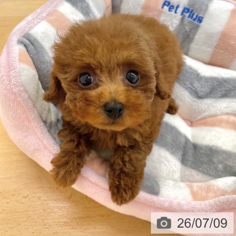 香川県のトイプードル(トイ) (ペットプラス 高松店/2026年5月6日生まれ/女の子/レッド)の子犬の3枚目の画像