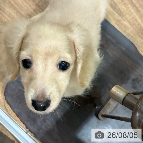 徳島県のミニチュアダックスフンド(ロング) (ペットプラス 徳島店/2026年5月7日生まれ/男の子/イエロー)の子犬の4枚目の画像