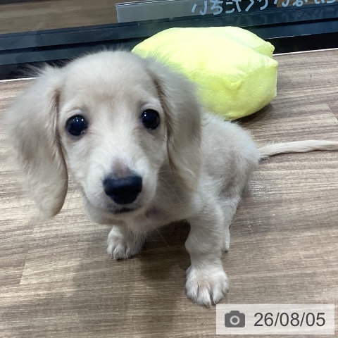 徳島県のミニチュアダックスフンド(ロング) (ペットプラス 徳島店/2026年5月7日生まれ/男の子/イエロー)の子犬の3枚目の画像
