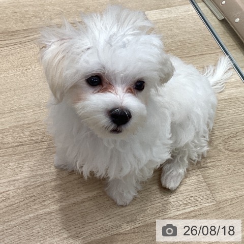 群馬県のマルチーズ (ペットプラス イオンモール太田店/2026年5月9日生まれ/男の子/ホワイト)の子犬の3枚目の画像