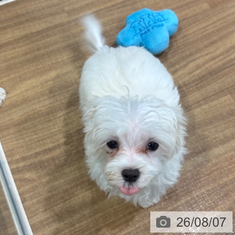 埼玉県のマルチーズ (ペッツワン 新座店/2026年5月9日生まれ/女の子/ホワイト)の子犬の4枚目の画像