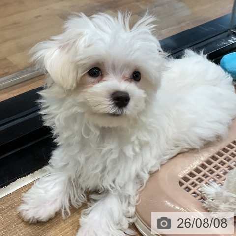 埼玉県のマルチーズ (ペッツワン 新座店/2026年5月9日生まれ/女の子/ホワイト)の子犬の3枚目の画像