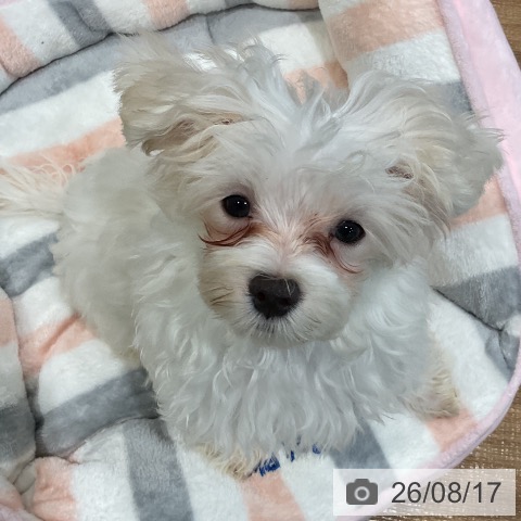 埼玉県のマルチーズ (ペッツワン 新座店/2026年5月9日生まれ/女の子/ホワイト)の子犬の3枚目の画像