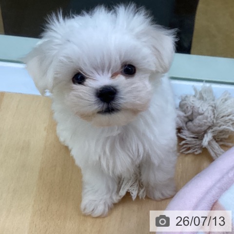 埼玉県のマルチーズ (ペットプラス 羽生店/2026年5月2日生まれ/男の子/ホワイト)の子犬の4枚目の画像