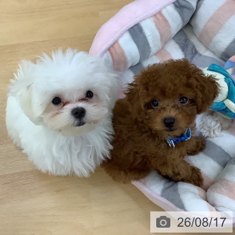 埼玉県のマルチーズ (ペットプラス 羽生店/2026年5月2日生まれ/男の子/ホワイト)の子犬の4枚目の画像