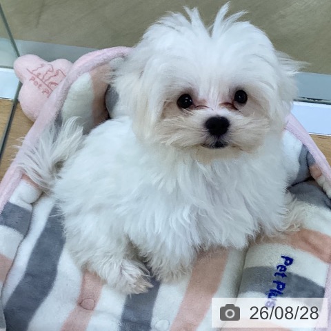 埼玉県のマルチーズ (ペットプラス 羽生店/2026年5月2日生まれ/男の子/ホワイト)の子犬の3枚目の画像