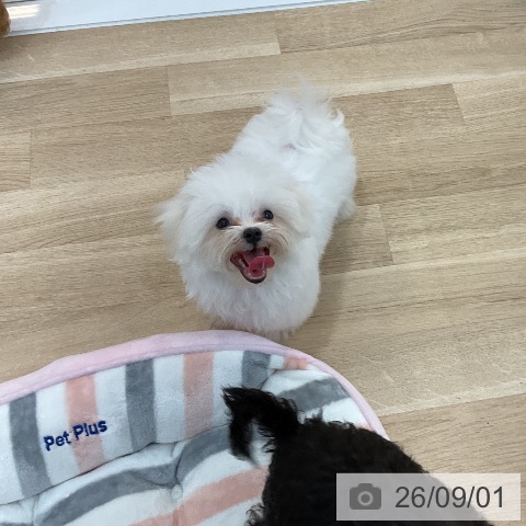 マルチーズの写真