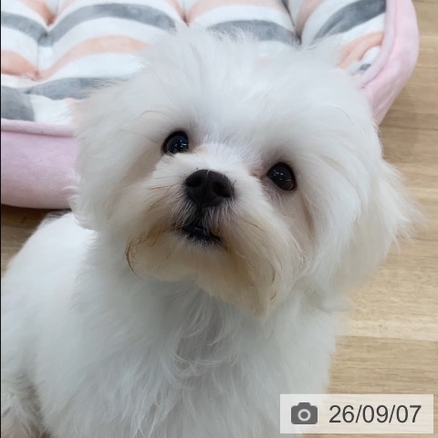 マルチーズの写真