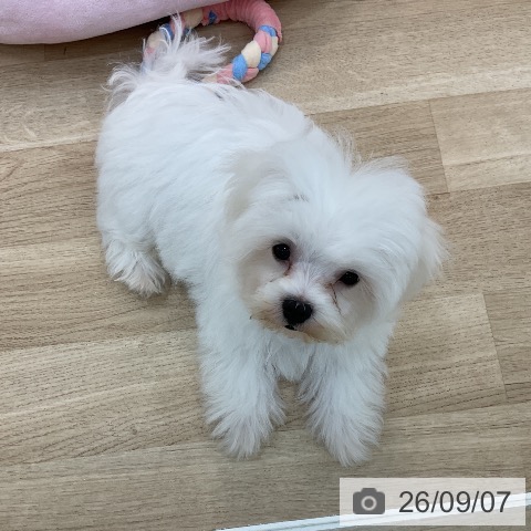 マルチーズの写真