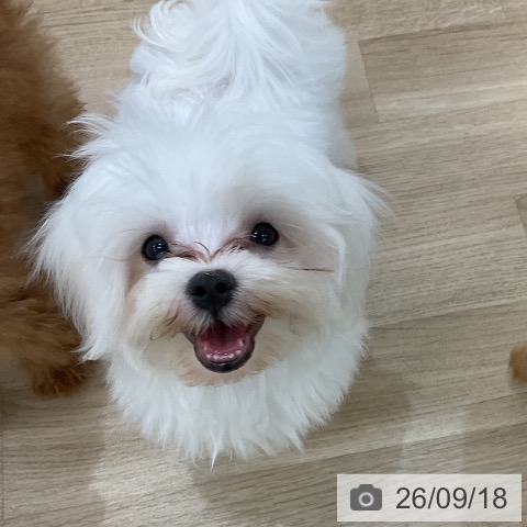 マルチーズの写真
