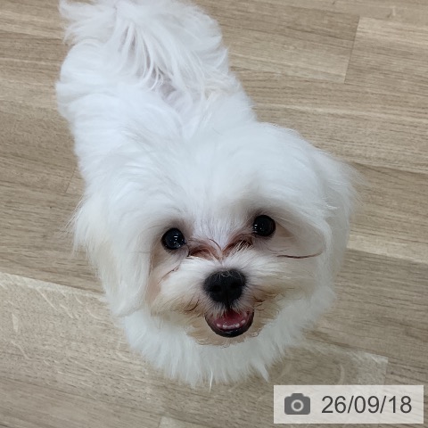 マルチーズの写真