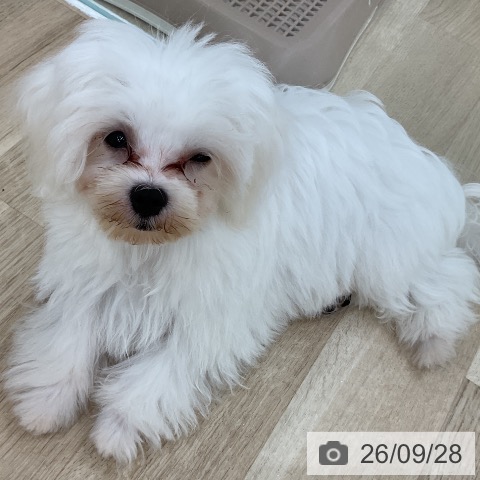 群馬県のマルチーズ (ペットプラス 前橋店/2026年5月2日生まれ/男の子/ホワイト)の子犬の4枚目の画像