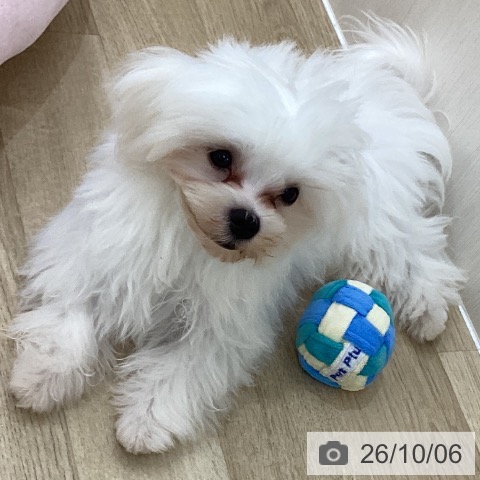 群馬県のマルチーズ (ペットプラス 前橋店/2026年5月2日生まれ/男の子/ホワイト)の子犬の3枚目の画像
