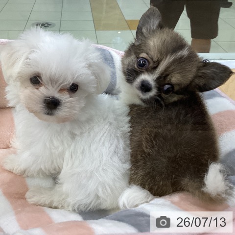 埼玉県のマルチーズ (ペットプラス 羽生店/2026年5月2日生まれ/男の子/ホワイト)の子犬の3枚目の画像