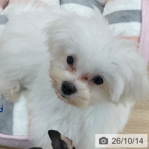 群馬県のマルチーズ (ペットプラス 前橋店/2026年5月2日生まれ/男の子/ホワイト)の子犬の4枚目の画像