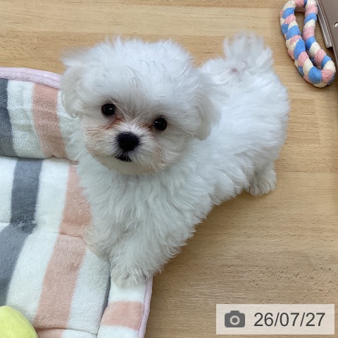 埼玉県のマルチーズ (ペットプラス 羽生店/2026年5月2日生まれ/男の子/ホワイト)の子犬の3枚目の画像