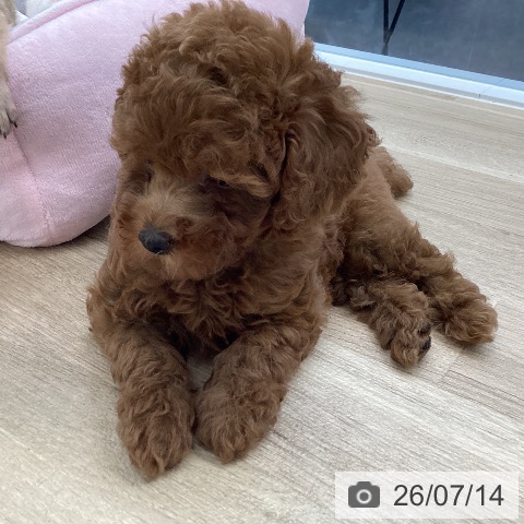 愛媛県のトイプードル(トイ) (ペットプラス 新居浜店/2026年5月9日生まれ/女の子/レッド)の子犬の4枚目の画像
