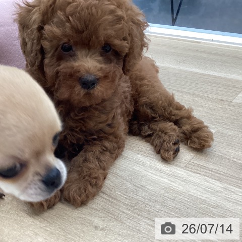 愛媛県のトイプードル(トイ) (ペットプラス 新居浜店/2026年5月9日生まれ/女の子/レッド)の子犬の3枚目の画像