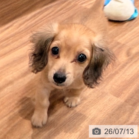 岡山県のカニンヘンダックスフンド(ロング) (ペッツワン 岡山南店/2026年5月7日生まれ/女の子/シェーデットイエロー)の子犬の3枚目の画像