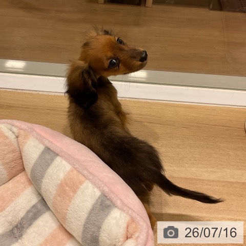 カニーンヘン・ダックスフンドの写真