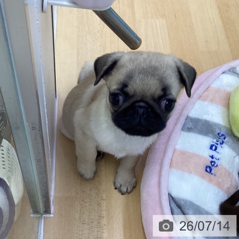 パグの写真