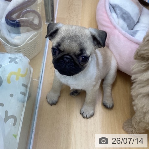 パグの写真