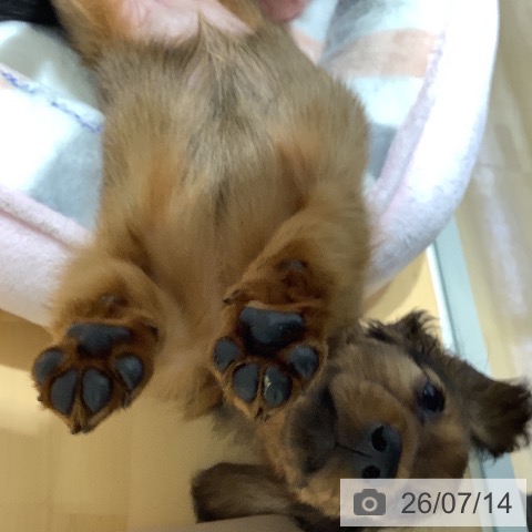 カニーンヘン・ダックスフンドの写真