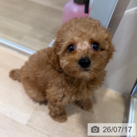 大阪府のトイプードル(トイ) (ペットプラス 四條畷店/2026年5月12日生まれ/男の子/レッド)の子犬の4枚目の画像