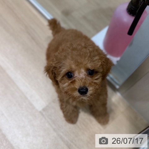 大阪府のトイプードル(トイ) (ペットプラス 四條畷店/2026年5月12日生まれ/男の子/レッド)の子犬の3枚目の画像