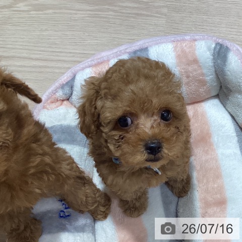 岡山県のトイプードル(トイ) (ペットプラス 岡山店/2026年5月12日生まれ/女の子/レッド)の子犬の4枚目の画像