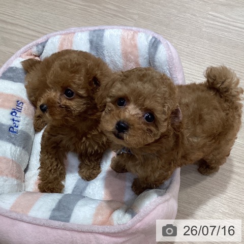 岡山県のトイプードル(トイ) (ペットプラス 岡山店/2026年5月12日生まれ/女の子/レッド)の子犬の3枚目の画像