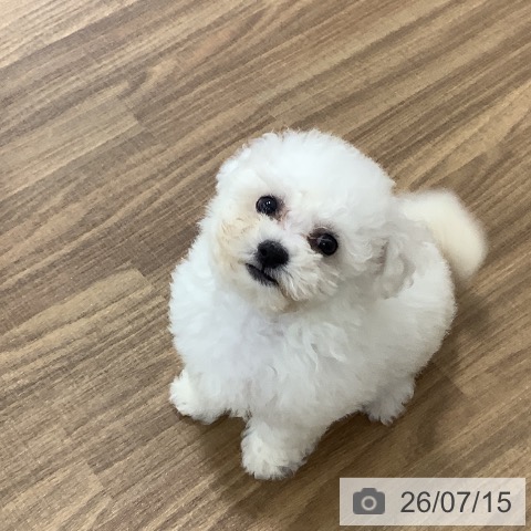 茨城県のビションフリーゼ (ペッツワン 阿見店/2026年5月13日生まれ/男の子/ホワイト)の子犬の4枚目の画像