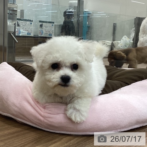 茨城県のビションフリーゼ (ペッツワン 阿見店/2026年5月13日生まれ/男の子/ホワイト)の子犬の3枚目の画像