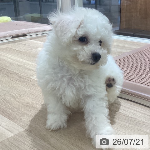 宮城県のビションフリーゼ (ペットプラス 仙台上杉店/2026年5月13日生まれ/男の子/ホワイト)の子犬の4枚目の画像