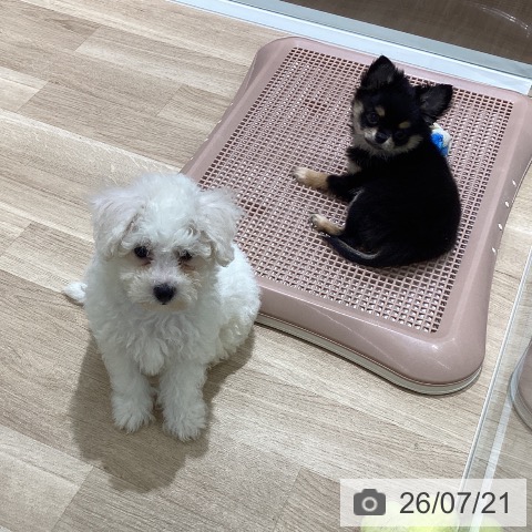 宮城県のビションフリーゼ (ペットプラス 仙台上杉店/2026年5月13日生まれ/男の子/ホワイト)の子犬の3枚目の画像