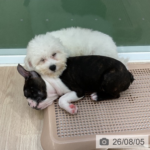 埼玉県のビションフリーゼ (ペットプラス 上尾店/2026年5月13日生まれ/男の子/ホワイト)の子犬の4枚目の画像