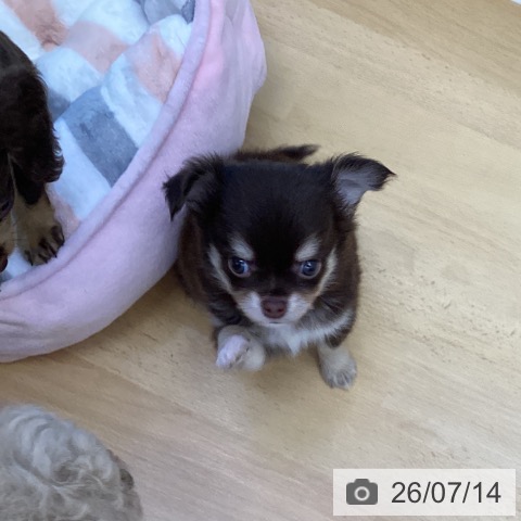 チワワの写真