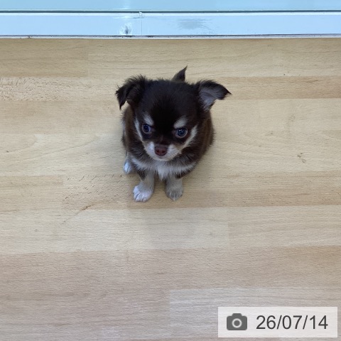 チワワの写真