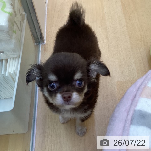香川県のチワワ(ロング) (ペットプラス 綾川店/2026年5月10日生まれ/男の子/チョコレートクリーム)の子犬の3枚目の画像