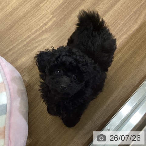 鳥取県のトイプードル(トイ) (ペッツワン 日吉津店/2026年5月11日生まれ/男の子/ブラック)の子犬の4枚目の画像