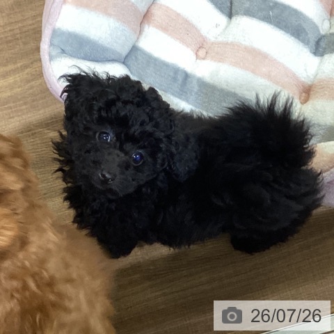 鳥取県のトイプードル(トイ) (ペッツワン 日吉津店/2026年5月11日生まれ/男の子/ブラック)の子犬の3枚目の画像